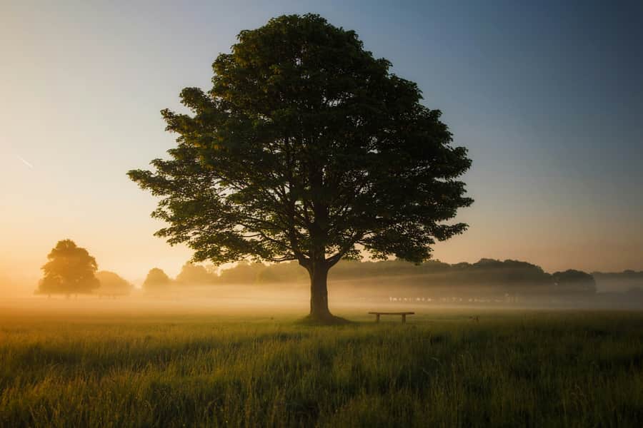 Árbol solitario al amanecer entre la niebla