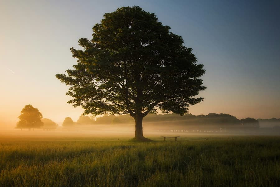 Árbol solitario al amanecer entre la niebla