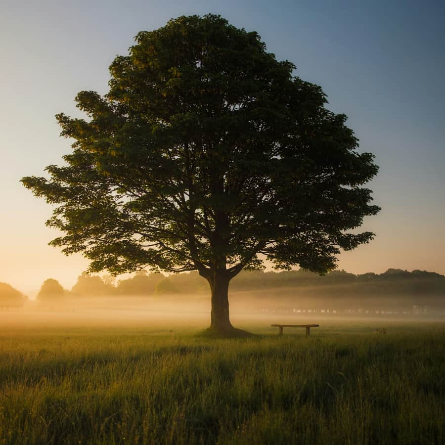 Árbol solitario al amanecer entre la niebla