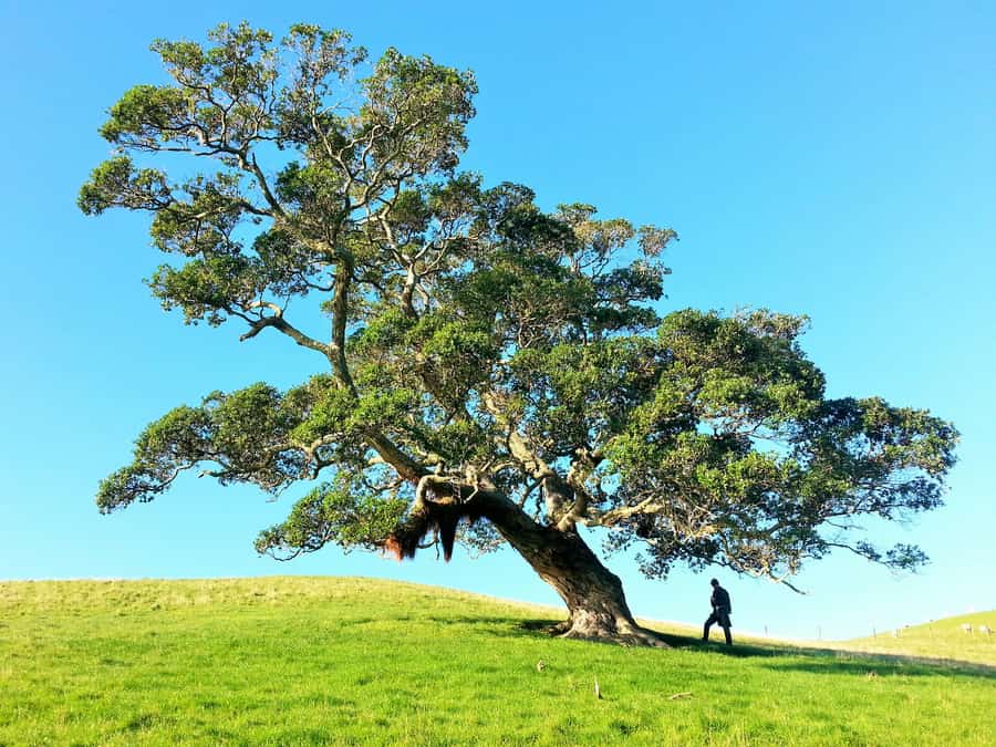 Árbol centenario en una colina verde