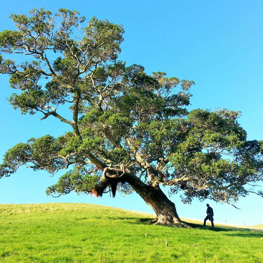 Árbol centenario en una colina verde