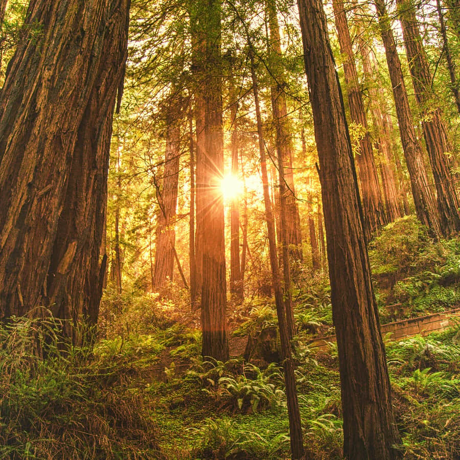 Bosque de secuoyas con el sol filtrándose entre los troncos y helechos en el suelo