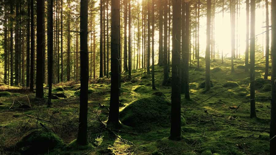 Bosque de troncos altos con el sol filtrándose entre los árboles y musgo verde en el suelo