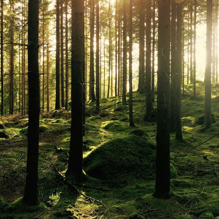 Bosque de troncos altos con el sol filtrándose entre los árboles y musgo verde en el suelo