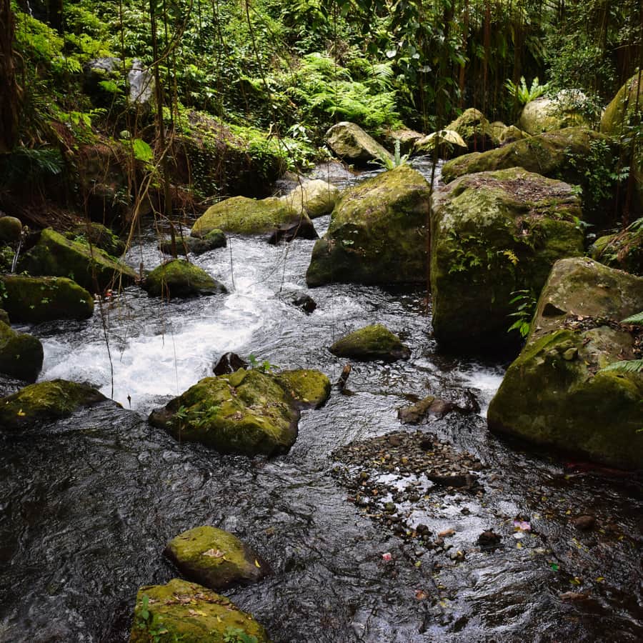 Un estero corriendo entre árboles en un bosque verde