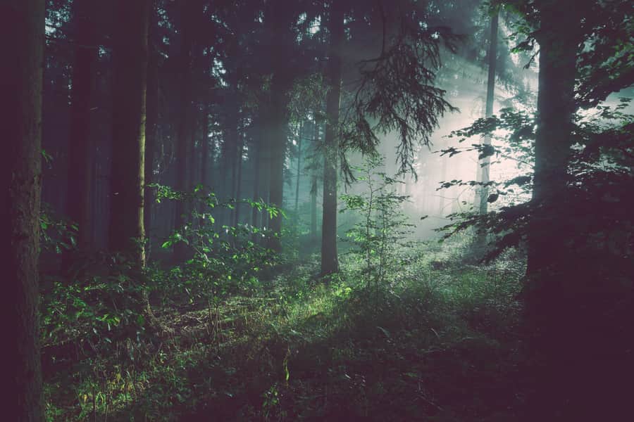 Bosque con rayos de luz entre los árboles