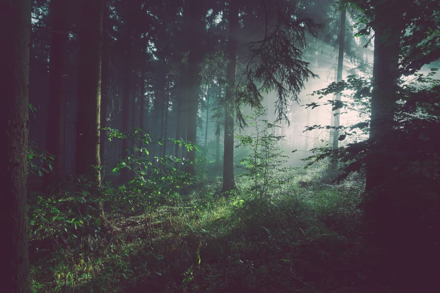 Bosque con rayos de luz entre los árboles
