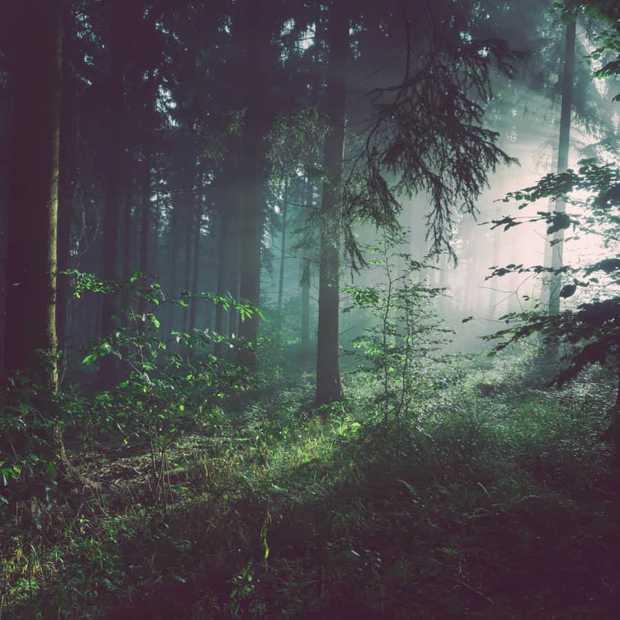 Bosque con rayos de luz entre los árboles
