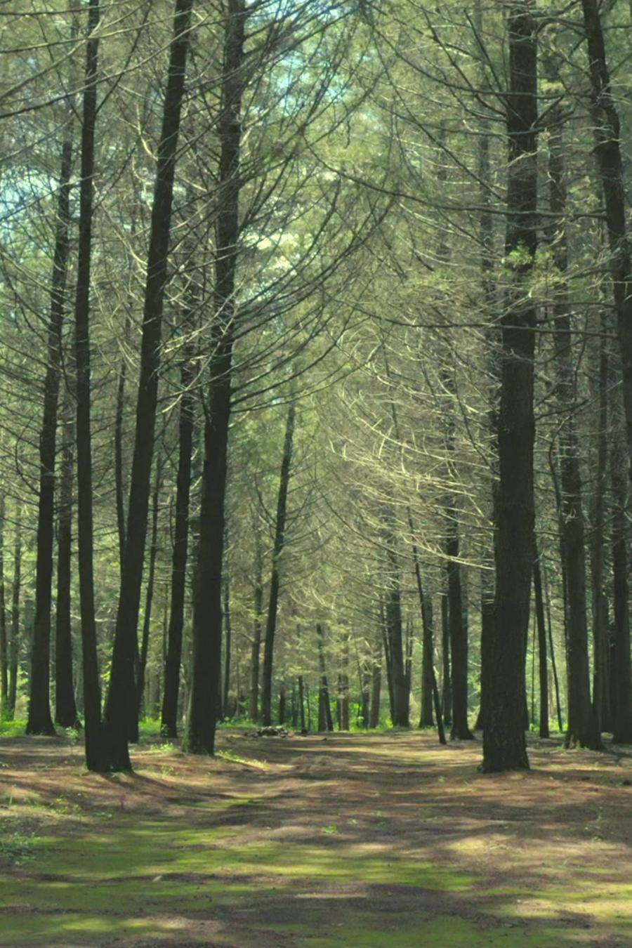 Bosque de árboles altos con la luz del sol filtrándose entre los troncos